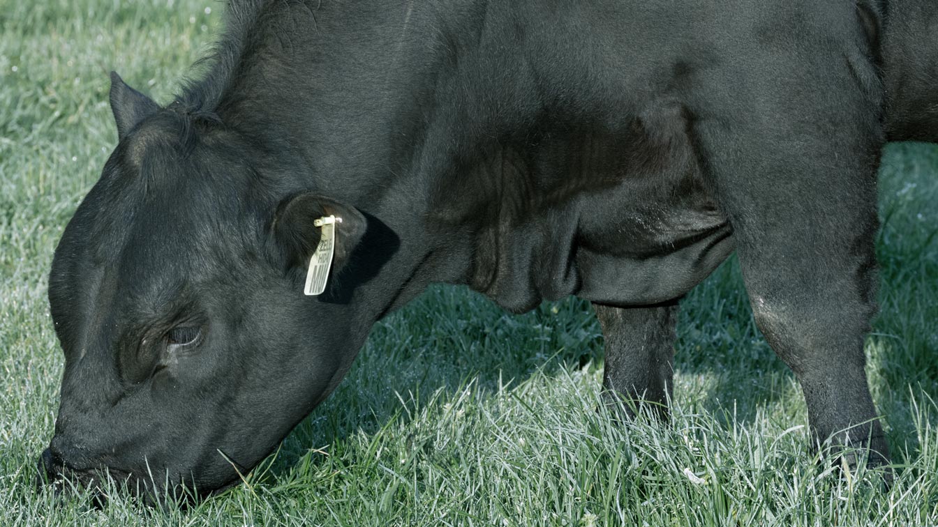 Docile-Angus-Banner.jpg__PID:7fd248c6-07dc-4a47-bacc-91e4cc0cfc20